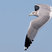 California Gull
